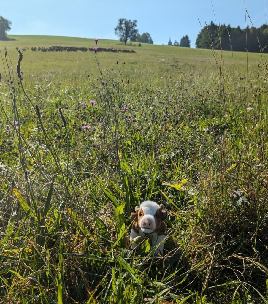 La vache marguerite dans un pâturage